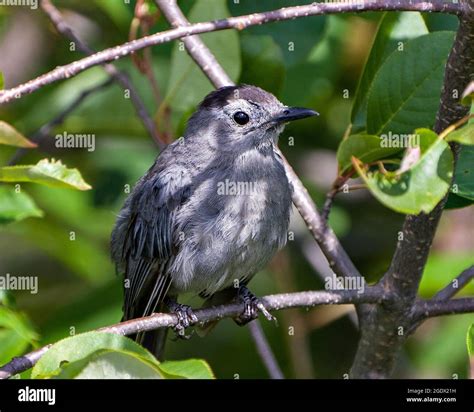 Gray Catbird Picture Book Image Hi Res Stock Photography And Images Alamy