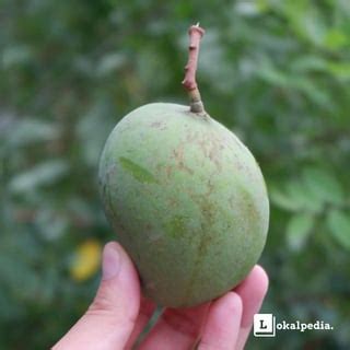 The Mango Species of the Philippines : r/Philippines