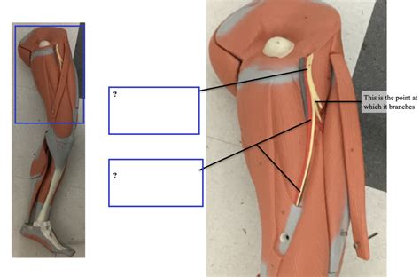 The Sacral Plexus On Model Diagram Quizlet