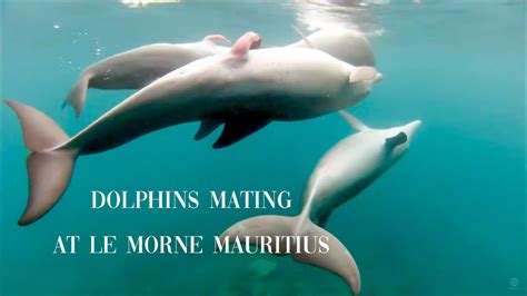 The Fascinating World Of Dolphins Mating A Dive Into Their Unique