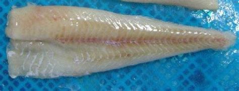 IQF alaska pollock fillets,China Oriental Regent price supplier - 21food