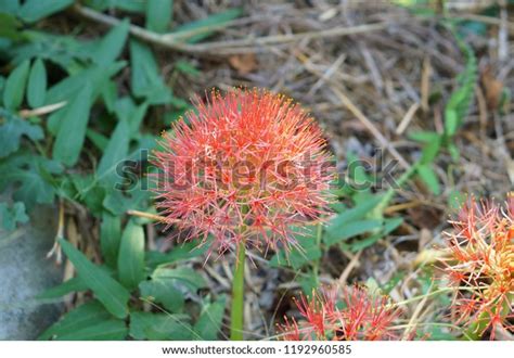 Blood Flower Powder Puff Lily Stock Photo 1192960585 Shutterstock