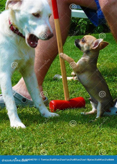 Clash of the Dogs Chihuahuas and Golden Retriever Stock Image - Image of chihuahuas, garden