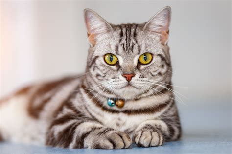 American Shorthair: Breed Profile, Characteristics & Care