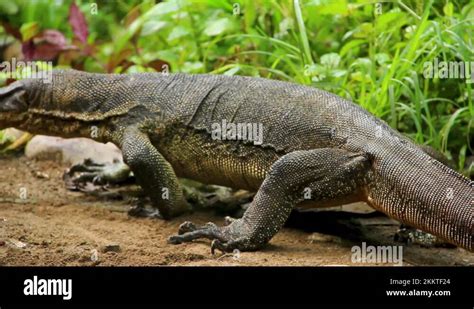 Big Monitor Goanna Lizard Slowly Stepping Through Sumatran Forest