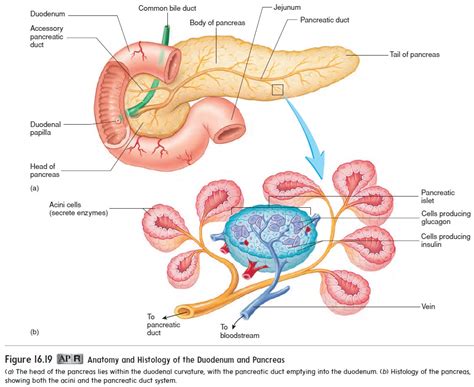 Anatomy And Functions Of The Pancreas