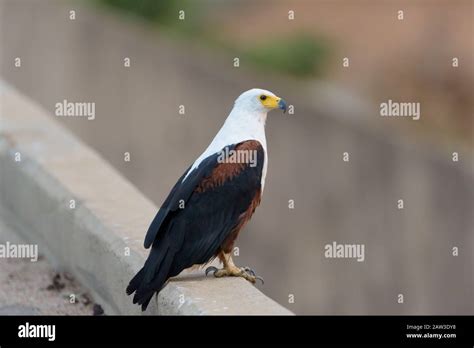 African Fish Eagle Portrait Stock Photo Alamy