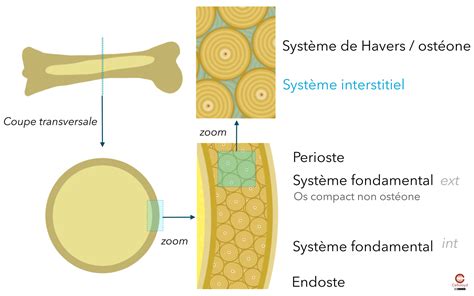 Diagramme Du Tissu Osseux Compact