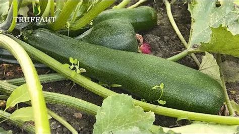 Quand Et Comment R Colter Les Courgettes Cartes Postales Anciennes