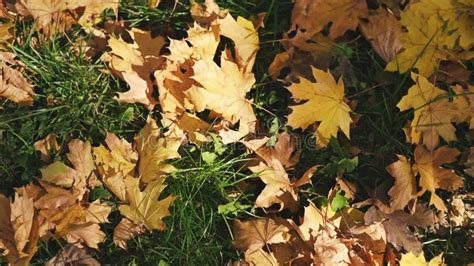 Yellow Red Brown Autumn Leaves Lie In Park On Green Grass Lawn