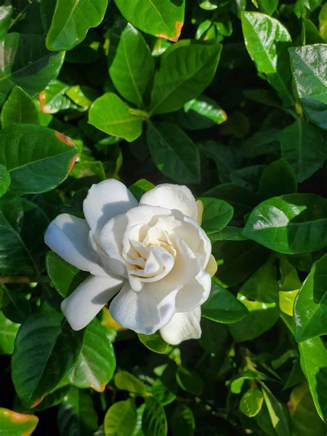 GARDENIA - EVERBLOOMING (Gardenia augusta 'Veitchii') - Treeland Nurseries