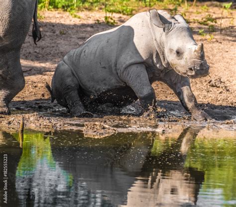 Mother white Rhino with its calf, Khama Rhino Sanctuary, Serowe, Botswana - Buy this stock photo ...