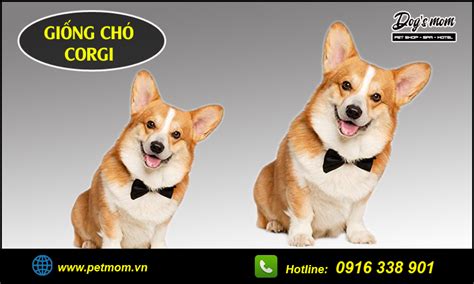 Chó Corgi có nguồn gốc và đặc điểm như thế nào?