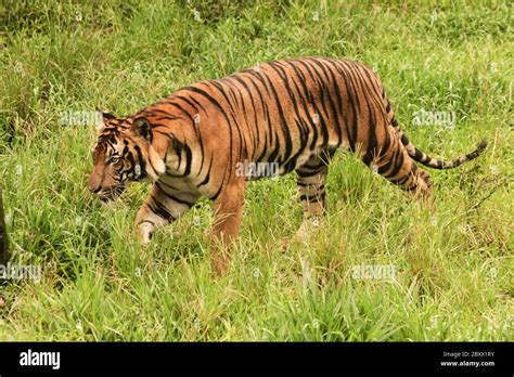 Malaysian Tiger Borneo Malaysia Stock Photo Alamy