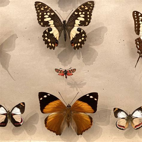 Boîte d entomologie avec ancienne collection de papillons N5 La Meute