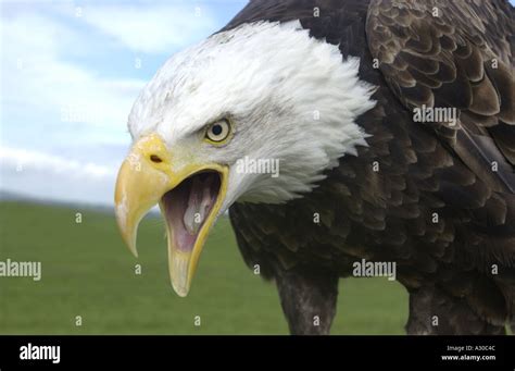 North American Bald Eagle Stock Photo - Alamy