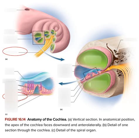 Inner Ear Anatomy Of Cochlea Diagram Quizlet