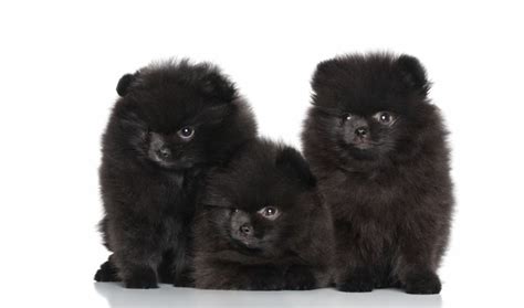 Complete Black Pomeranian Dog Facts | Pomeranian Australia