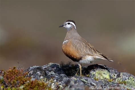 Morinelplevier - Eurasian Dotterel - Charadrius morinellus photo - Arie ...