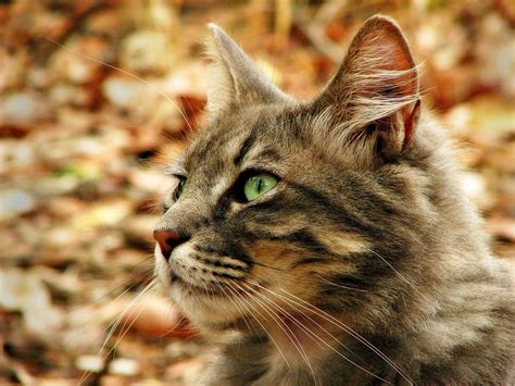 Silver Grey Tabby Cat Photograph By Michelle Wrighton Fine Art America