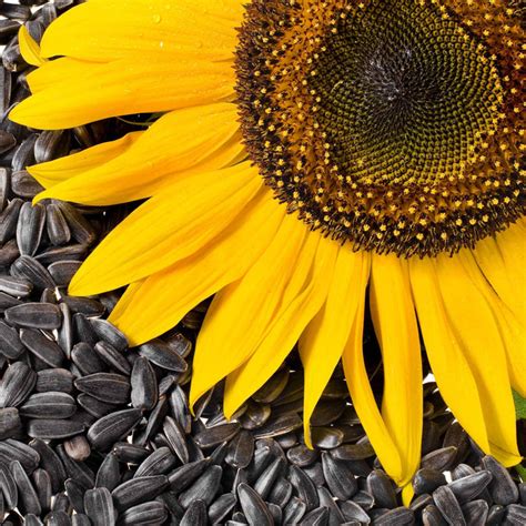 Sunflower Seeds Black Oil Microgreen Flower Seeds In Packets And Bulk Eden Brothers