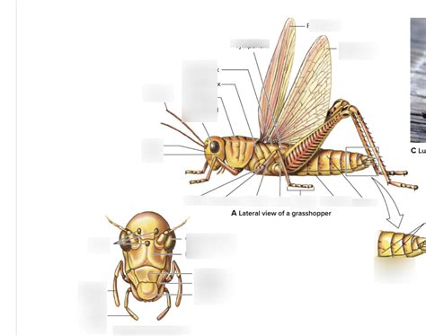 Diagram Of Grasshopper Diagram Quizlet