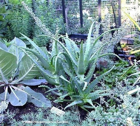 PlantFiles Pictures Aloe Species Torch Aloe Tree Aloe Mountain Bush