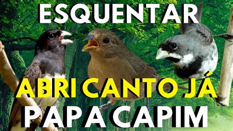 Abri Canto Esse Piado De F Mea Para Esquentar Papa Capim E Papa Capim