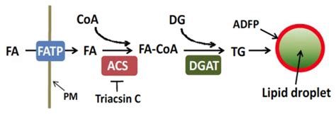 Figure 2 Synthesis Of Triglycerides And Lipid Droplets Probe Reports