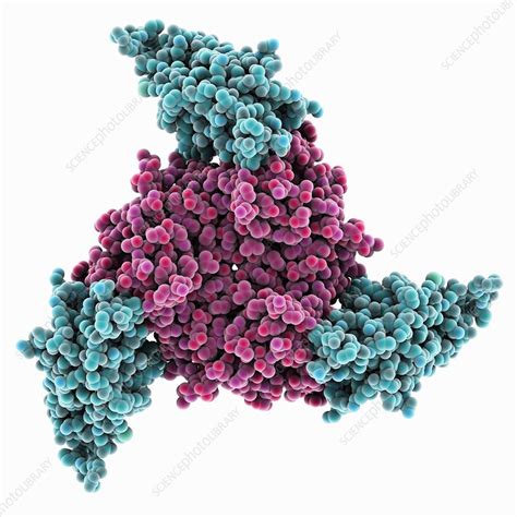 Adenovirus Host Cell Receptor Molecule Stock Image C