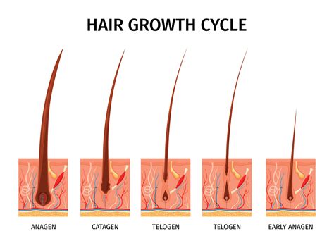 Hair Growth Cycle Composition Vector Art At Vecteezy