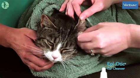 How To Clean Your Cats Ears Youtube