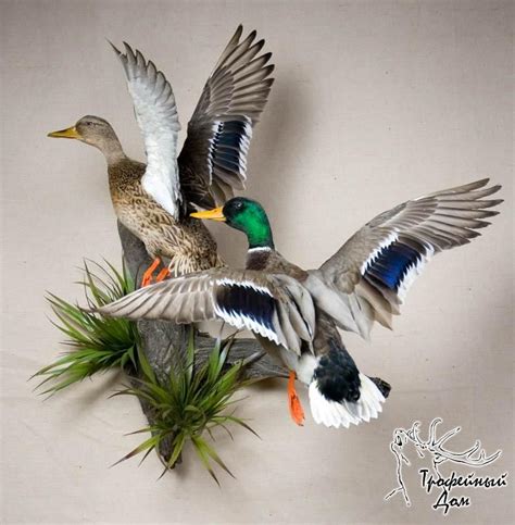 Duck Taxidermy Funny Taxidermy Crochet Taxidermy Taxidermy Decor Deer Antler Decor Taxidermy