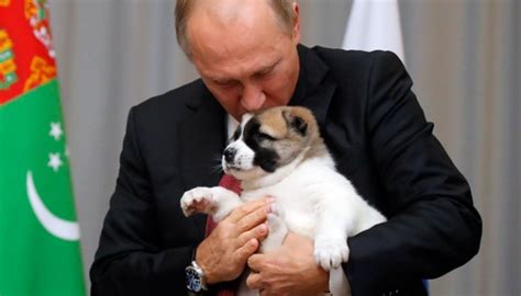 Dog Lover Putin Gets Top Breed Pup As T From Turkmen Leader Foto