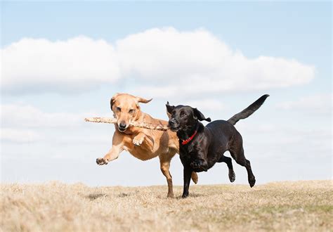 How to Read a Dog’s Emotions Through Their Tail?