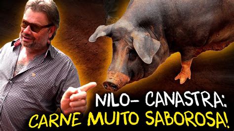 PORCO NILO CANASTRA UMA CARNE ÚNICA E SABOROSA YouTube