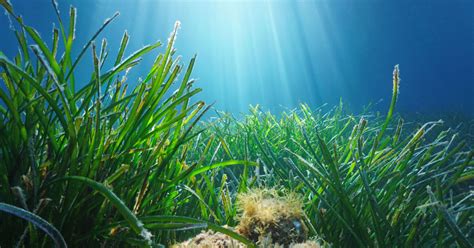 Coltivare Piante Sottacqua La Rivoluzione Tutta Italiana Di Nemos Garden