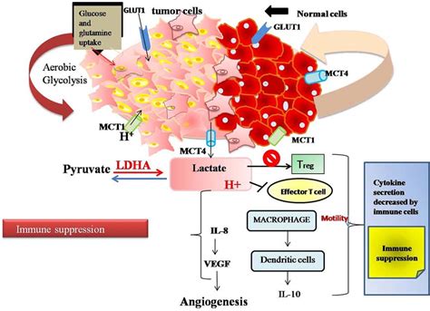 Lactate As A Signaling Molecule Journey From Dead End Product Of