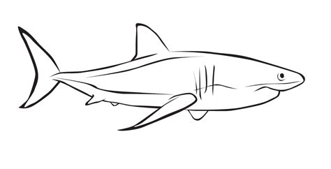 Dibujos De Tiburones Para Colorear Descargar E Imprimir Colorear