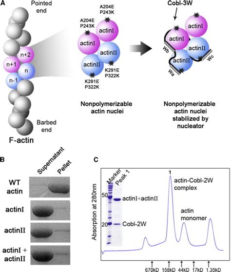 Structural Basis Of Actin Filament Nucleation By Tandem W Domains Cell