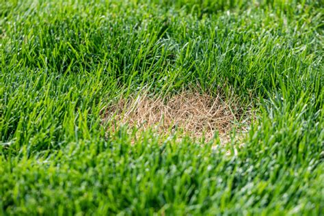 What Does Bleach Do To Grass Will It Kill Weeds