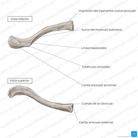 Verdulero Manejo Estacionario Clavicula Anatomia Atl Tico Durante Cusc S