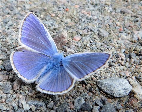 Sommerfuglbloggen Nordic Butterflies Blåvinger