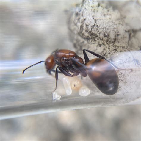 Camponotus Nicobarensis Antworld