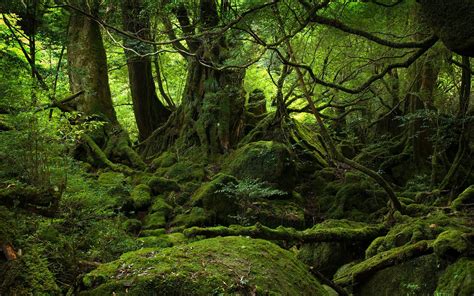 デスクトップ壁紙 日光 森林 ブランチ モス 緑 荒野 ジャングル ストリーム 雨林 湿地 工場 植生 生息地 自然環境 木質植物 地理的特徴 生態系