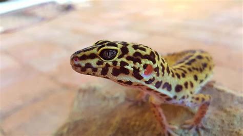 Do Leopard Geckos Have Teeth? – Childhoodpets.com