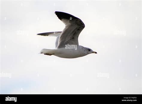 Birds On The Colorado River Soaring Stock Photo Alamy