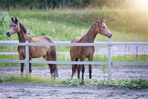 Pferde Tier Ponys Kostenloses Foto Auf Pixabay