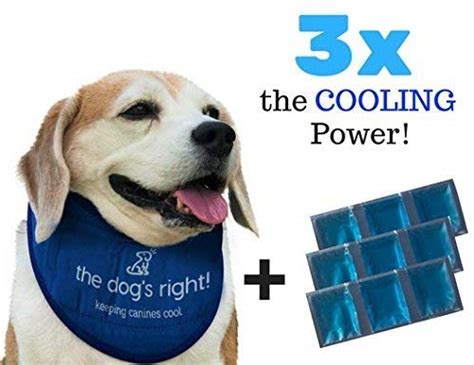 The 10 Best Cooling Dog Collars Of 2023 Reviews Buying Guide And Faq