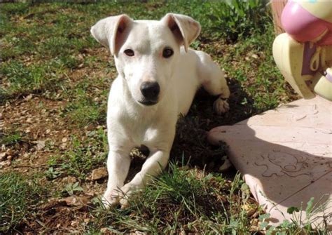 YOYO croisé Jack Russel 5 ans SPA DE CABRIES 13